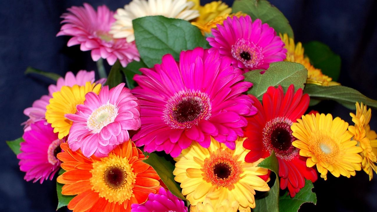 Wallpaper gerbera, flower, bouquet, bright, colorful