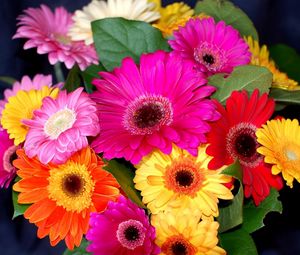 Preview wallpaper gerbera, flower, bouquet, bright, colorful