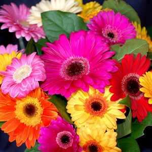 Preview wallpaper gerbera, flower, bouquet, bright, colorful