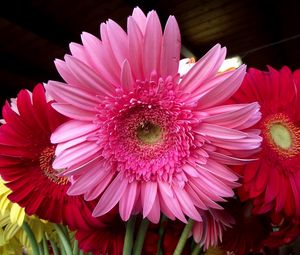 Gerbera standard 4:3 wallpapers hd, desktop backgrounds 1152x864, images  and pictures