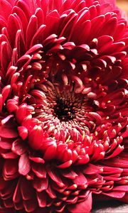 Preview wallpaper gerbera, flower, bud, petals