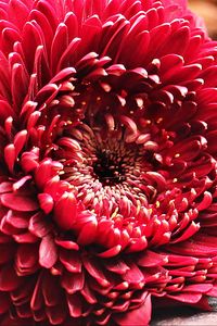 Preview wallpaper gerbera, flower, bud, petals