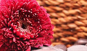 Preview wallpaper gerbera, flower, bud, petals