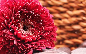 Preview wallpaper gerbera, flower, bud, petals