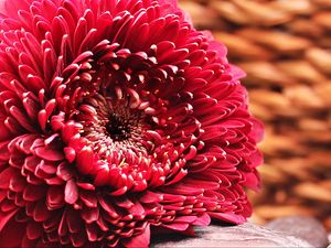 Preview wallpaper gerbera, flower, bud, petals