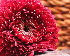 Preview wallpaper gerbera, flower, bud, petals