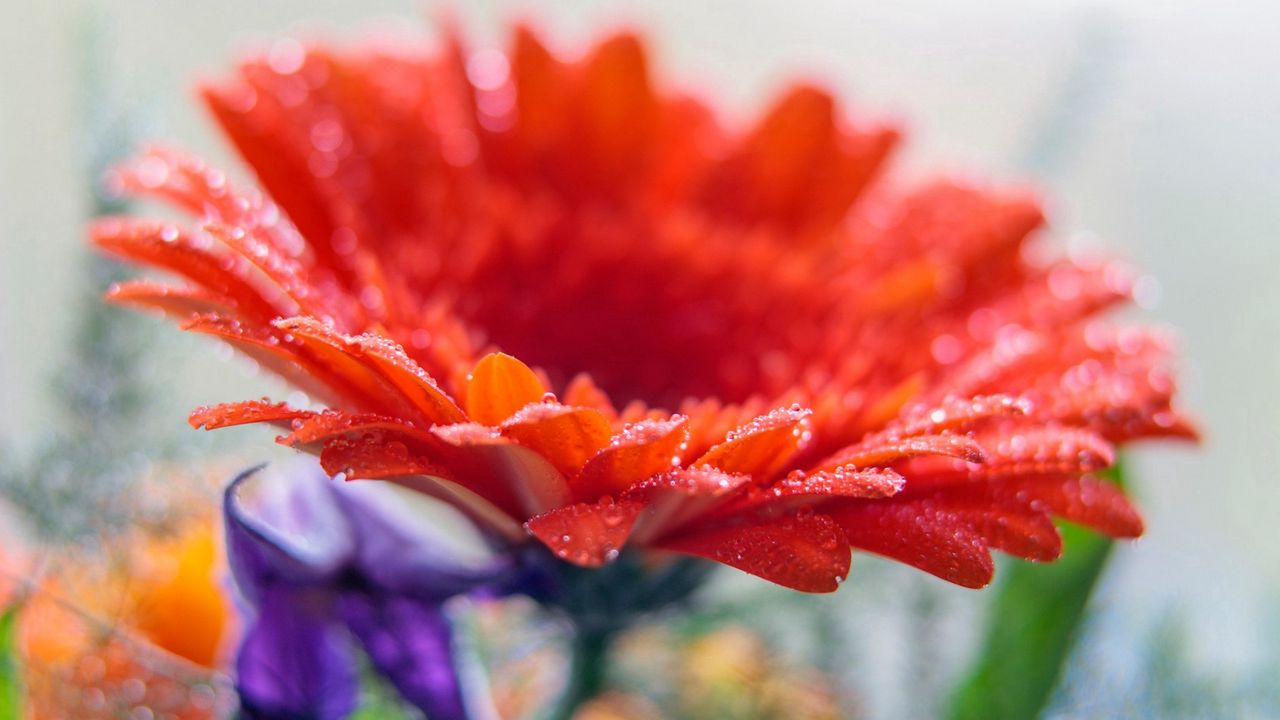 Wallpaper gerbera, flower, drops, macro hd, picture, image