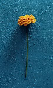 Preview wallpaper gerbera, flower, drops, water