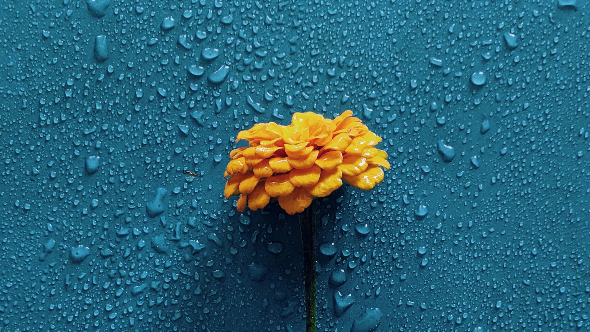 1920x1080 Wallpaper gerbera, flower, drops, water