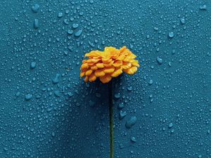 Preview wallpaper gerbera, flower, drops, water