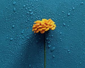 Preview wallpaper gerbera, flower, drops, water