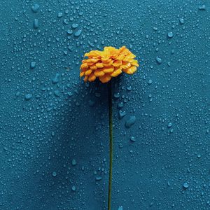 Preview wallpaper gerbera, flower, drops, water