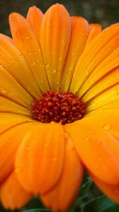 Preview wallpaper gerbera, flower, drops, pollen, close-up