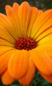 Preview wallpaper gerbera, flower, drops, pollen, close-up