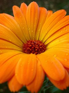 Preview wallpaper gerbera, flower, drops, pollen, close-up