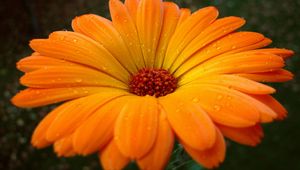 Preview wallpaper gerbera, flower, drops, pollen, close-up