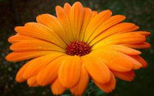 Preview wallpaper gerbera, flower, drops, pollen, close-up