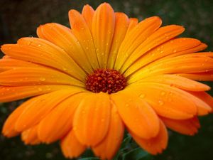 Preview wallpaper gerbera, flower, drops, pollen, close-up