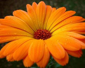 Preview wallpaper gerbera, flower, drops, pollen, close-up