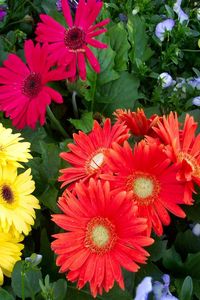 Preview wallpaper gerbera, flower, flowerbed, different, fresh herbs