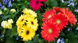 Preview wallpaper gerbera, flower, flowerbed, different, fresh herbs