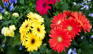 Preview wallpaper gerbera, flower, flowerbed, different, fresh herbs