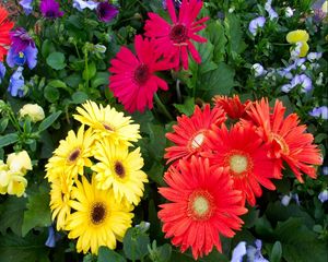 Preview wallpaper gerbera, flower, flowerbed, different, fresh herbs