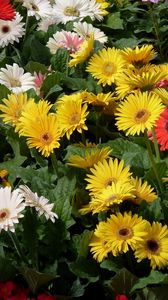 Preview wallpaper gerbera, flower, garden, greens