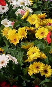 Preview wallpaper gerbera, flower, garden, greens