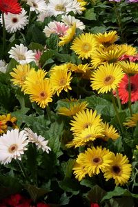 Preview wallpaper gerbera, flower, garden, greens