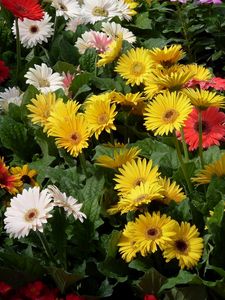 Preview wallpaper gerbera, flower, garden, greens