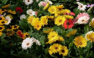 Preview wallpaper gerbera, flower, garden, greens