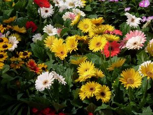 Preview wallpaper gerbera, flower, garden, greens