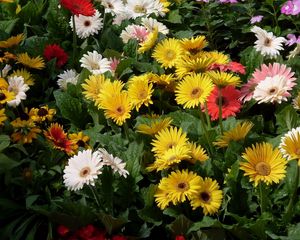 Preview wallpaper gerbera, flower, garden, greens