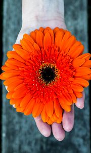 Preview wallpaper gerbera, flower, hand