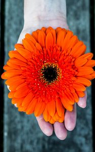 Preview wallpaper gerbera, flower, hand