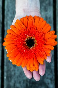 Preview wallpaper gerbera, flower, hand