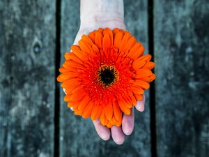 Preview wallpaper gerbera, flower, hand