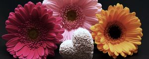Preview wallpaper gerbera, flower, heart, valentines day