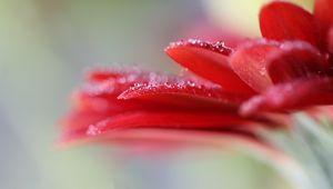 Preview wallpaper gerbera, flower, macro, petals, blur