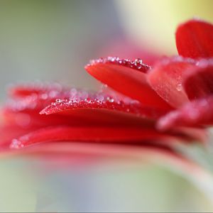 Preview wallpaper gerbera, flower, macro, petals, blur