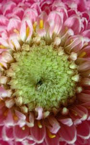 Preview wallpaper gerbera, flower, macro, petals