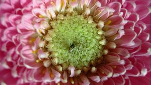 Preview wallpaper gerbera, flower, macro, petals