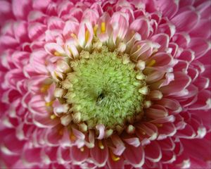 Preview wallpaper gerbera, flower, macro, petals