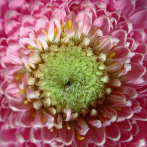 Preview wallpaper gerbera, flower, macro, petals