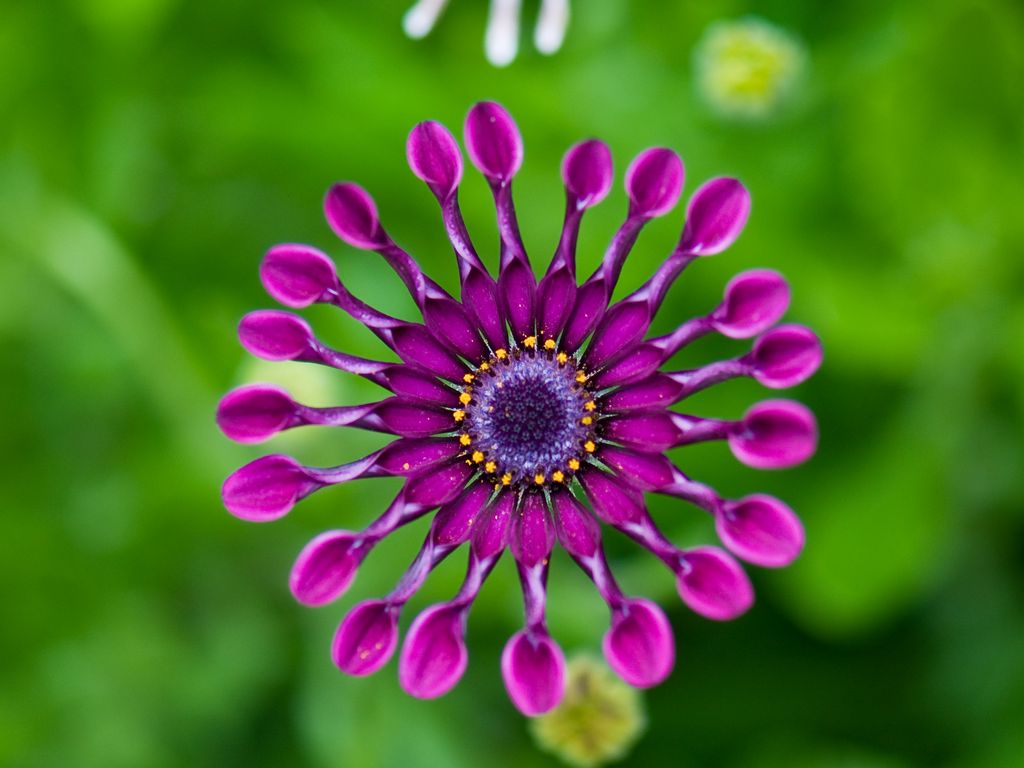 1024x768 Wallpaper gerbera, flower, macro, pinwheel, purple
