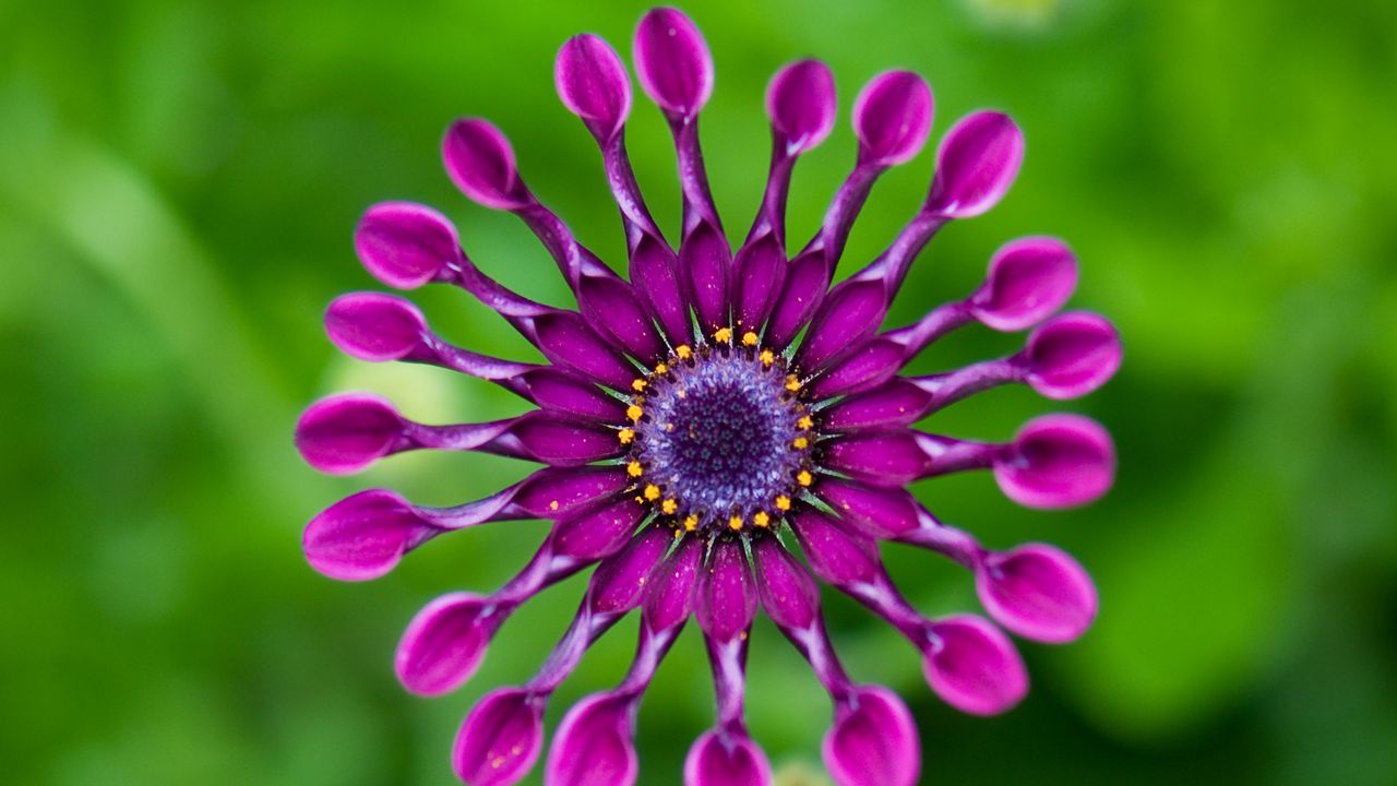Wallpaper gerbera, flower, macro, pinwheel, purple