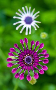 Preview wallpaper gerbera, flower, macro, pinwheel, purple