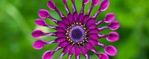 Preview wallpaper gerbera, flower, macro, pinwheel, purple