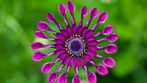 Preview wallpaper gerbera, flower, macro, pinwheel, purple